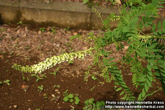 Photo: Sophora flavescens 2.