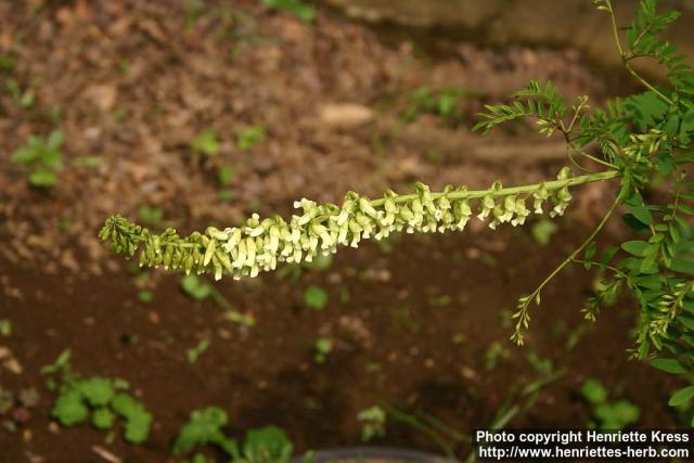 Photo: Sophora flavescens 3.