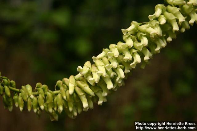 Photo: Sophora flavescens 4.