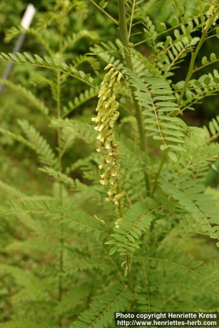 Photo: Sophora flavescens 5.