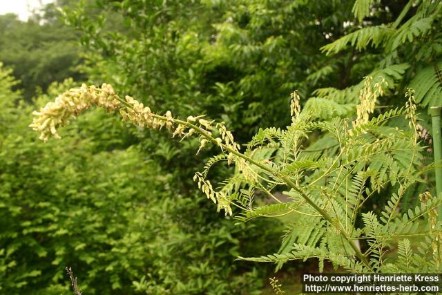 Photo: Sophora flavescens 6.