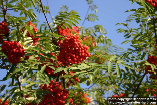 Photo: Sorbus aucuparia 31.