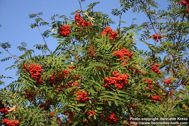 Photo: Sorbus aucuparia 32.