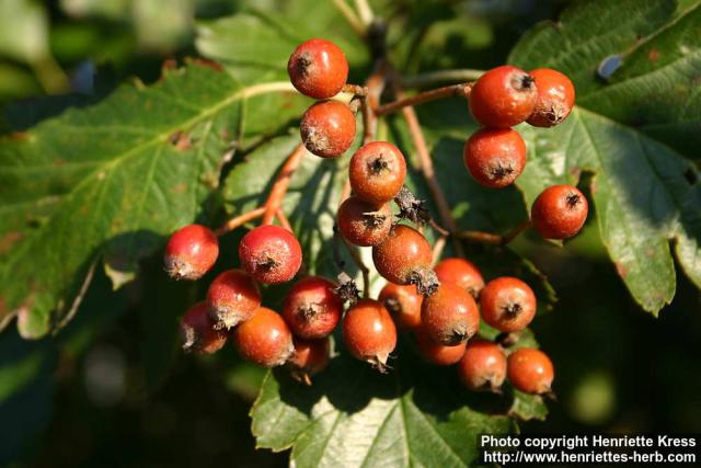 Photo: Sorbus intermedia 12.