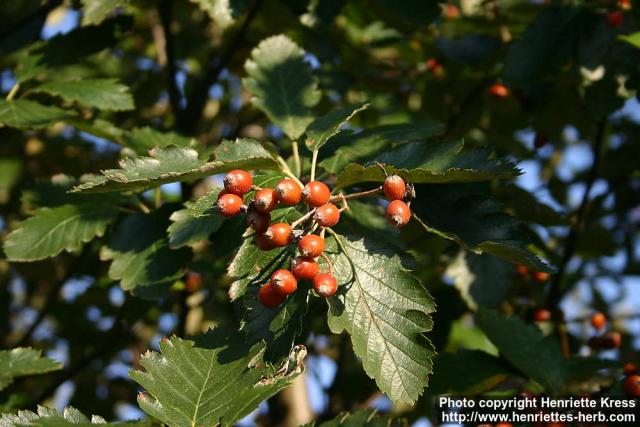 Photo: Sorbus intermedia 13.