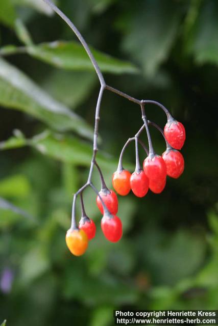 Photo: Solanum dulcamara 17.