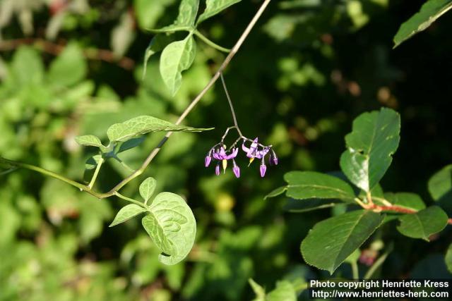 Photo: Solanum dulcamara 18.