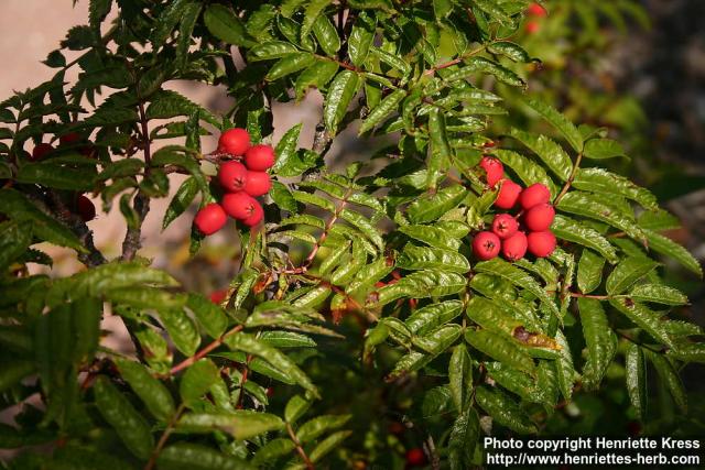 Photo: Sorbus sambucifolia 3.