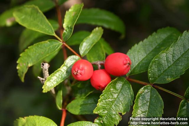 Photo: Sorbus sambucifolia 5.