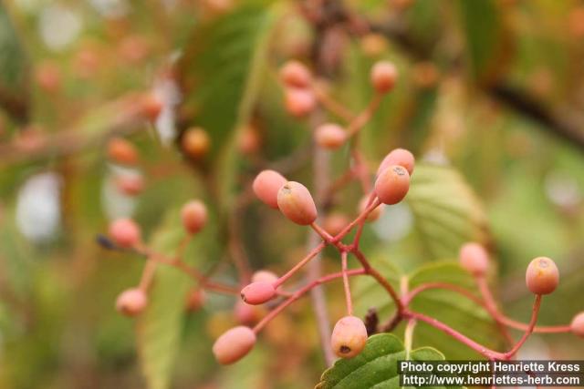 Photo: Sorbus alnifolia 08.