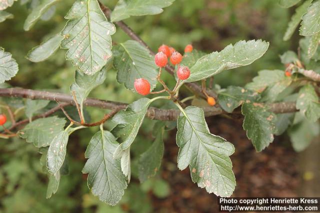 Photo: Sorbus intermedia 30.