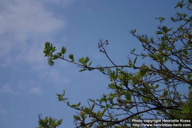 Photo: Sorbus aucuparia 43.