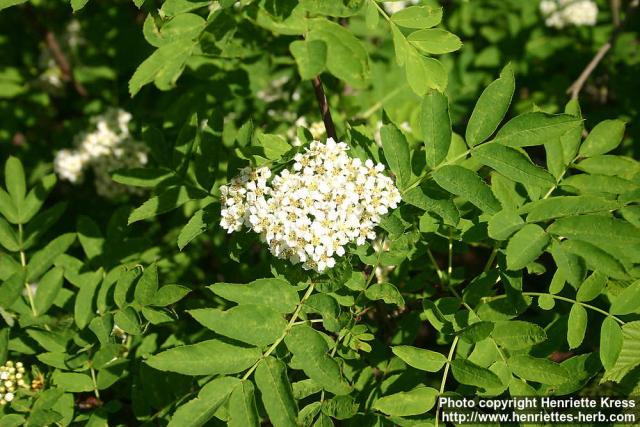 Photo: Sorbus matsumurana 1.