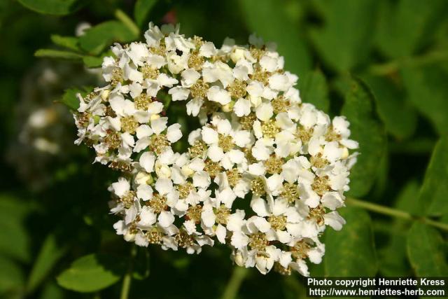 Photo: Sorbus matsumurana 2.