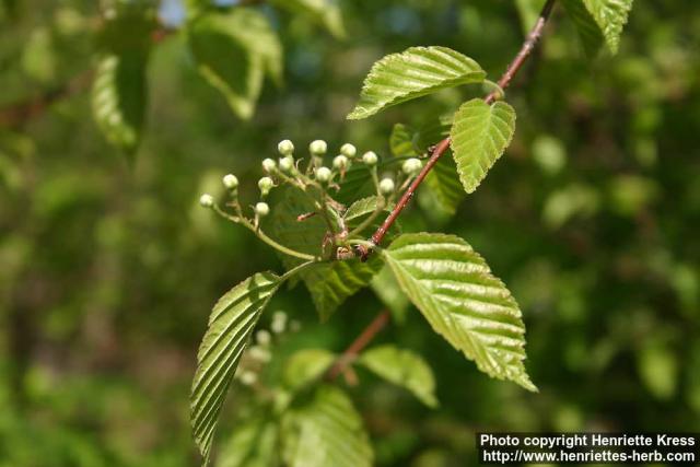 Photo: Sorbus alnifolia 5.