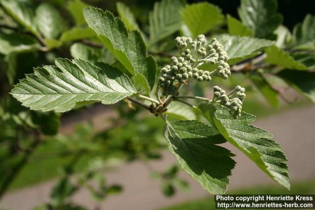 Photo: Sorbus intermedia 20.