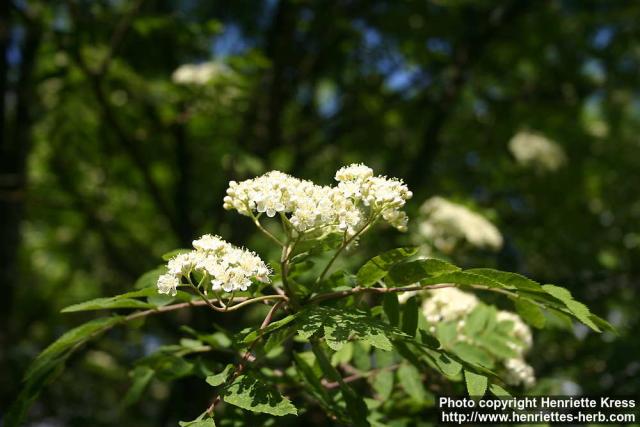 Photo: Sorbus aucuparia 44.