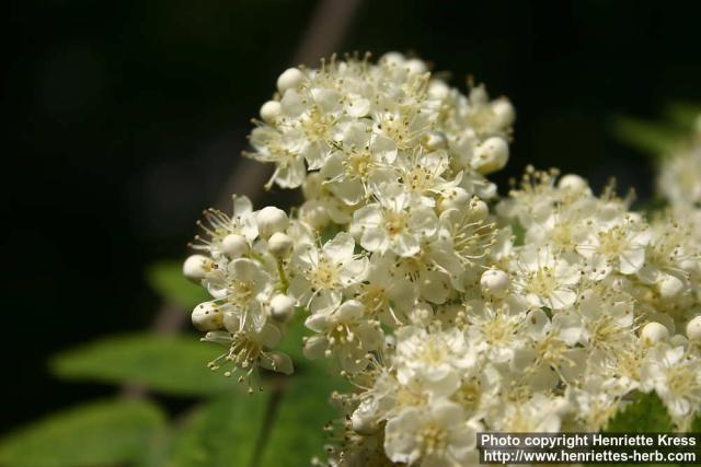 Photo: Sorbus aucuparia 46.