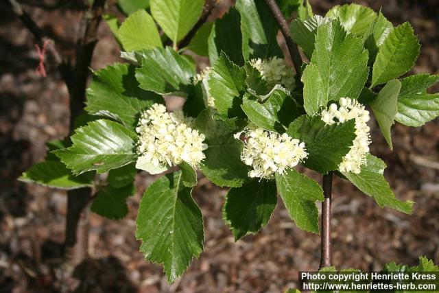 Photo: Sorbus aria 3.