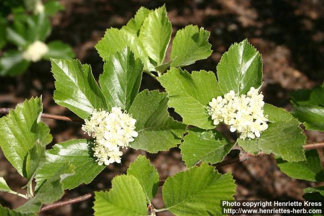 Photo: Sorbus aria 5.