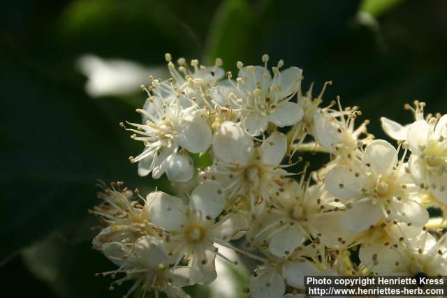 Photo: Sorbus intermedia 29.