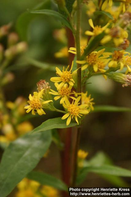 Photo: Solidago virgaurea 13.