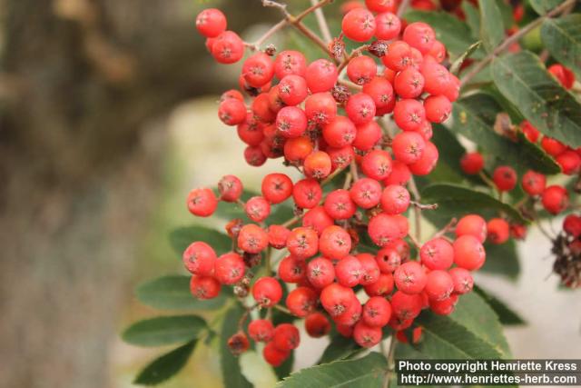 Photo: Sorbus aucuparia 49.