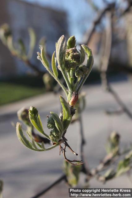 Photo: Sorbus aucuparia 52.