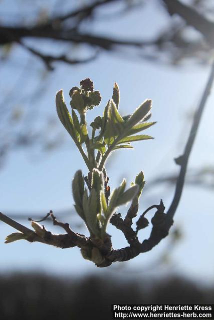 Photo: Sorbus aucuparia 54.