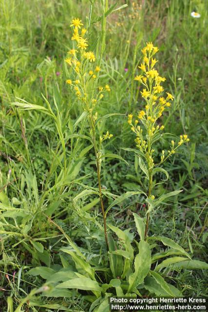 Photo: Solidago virgaurea 16.