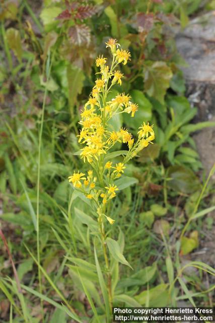 Photo: Solidago virgaurea 18.