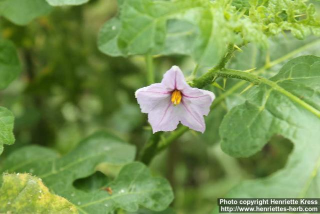 Photo: Solanum linnaeanum 1.