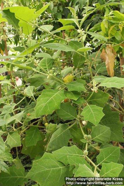 Photo: Solanum quitoense 0.