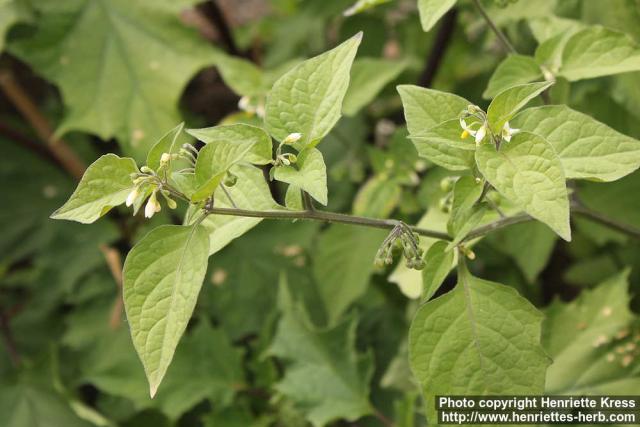 Photo: Solanum nigrum 4.