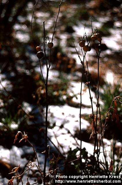 Photo: Solanum elaeagnifolium.