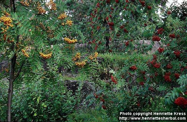 Photo: Sorbus aucuparia 5.