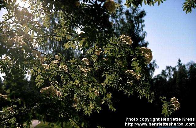 Photo: Sorbus aucuparia 8.