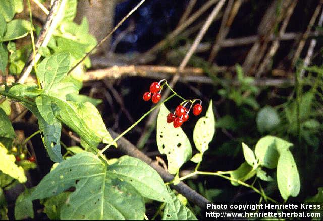 Photo: Solanum dulcamara 1.