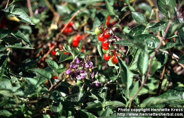 Photo: Solanum dulcamara 4.