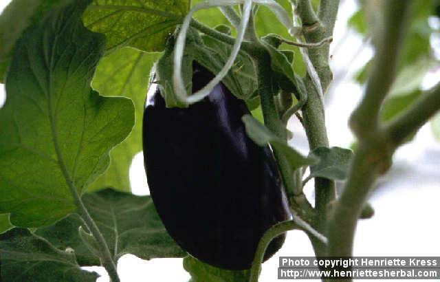 Photo: Solanum melongena.