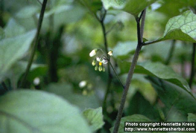 Photo: Solanum nigrum.