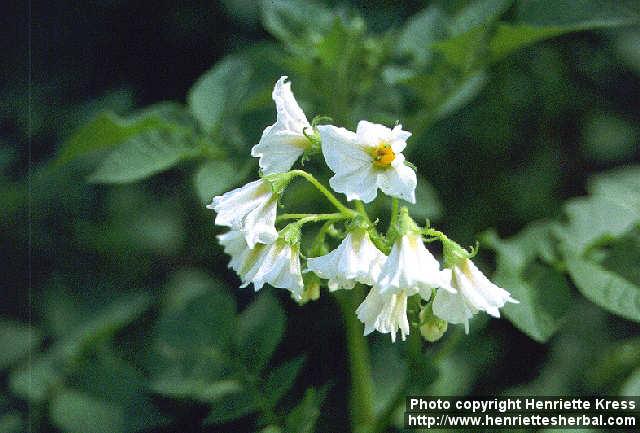 Photo: Solanum tuberosum 2.