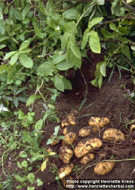 Photo: Solanum tuberosum 4.