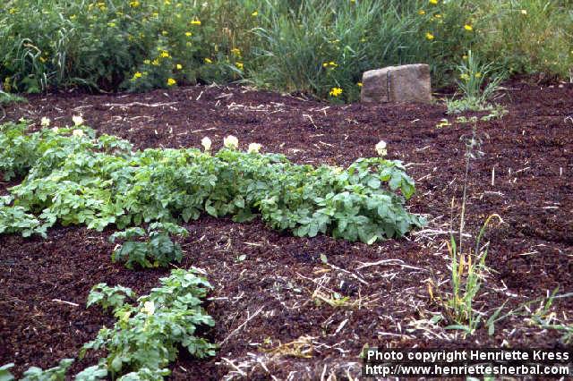 Photo: Solanum tuberosum 6.