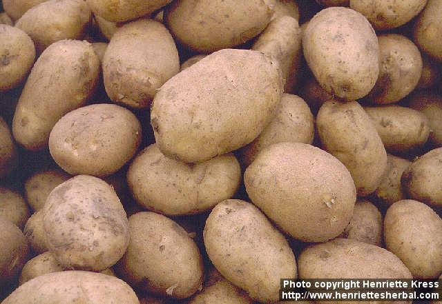 Photo: Solanum tuberosum.