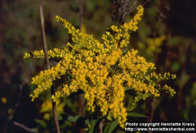 Photo: Solidago canadensis 1.