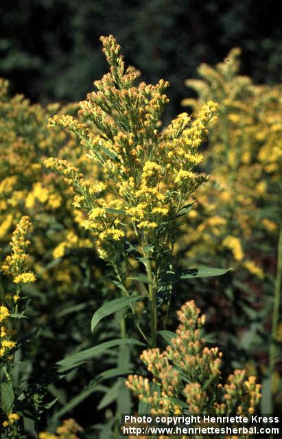 Photo: Solidago canadensis 3.