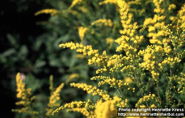 Photo: Solidago rugosa 2.