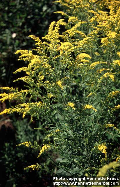 Photo: Solidago rugosa.