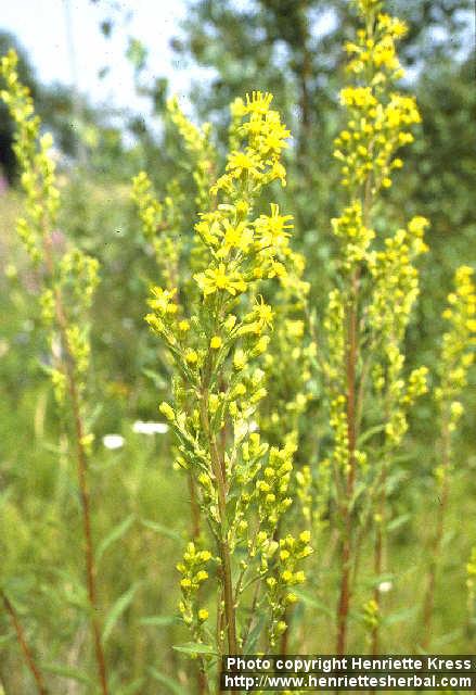 Photo: Solidago virgaurea 2.